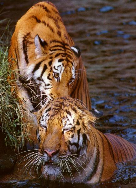 tigre