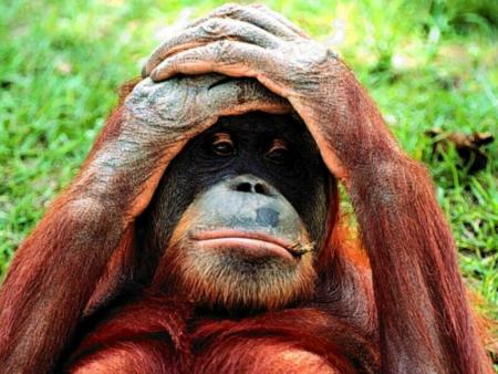 singe