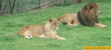 lion