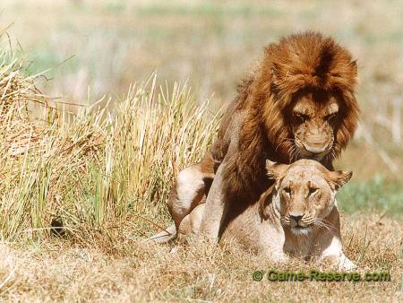 lion