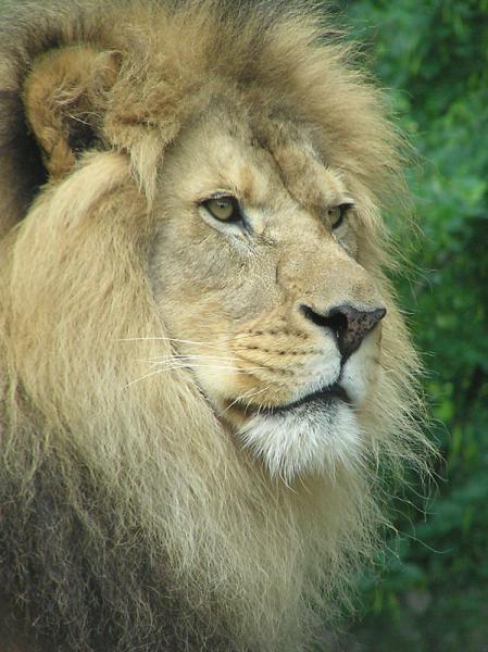 lion